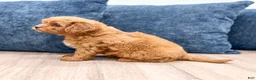 Cavapoo dogs for sale: Griffin - Ad 3