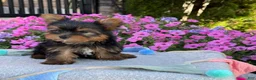 Yorkshire Terrier dogs for sale: Ira - Ad 9