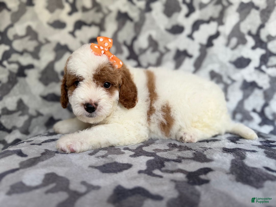 Cavapoo dogs for sale: Waffle - Ad 3