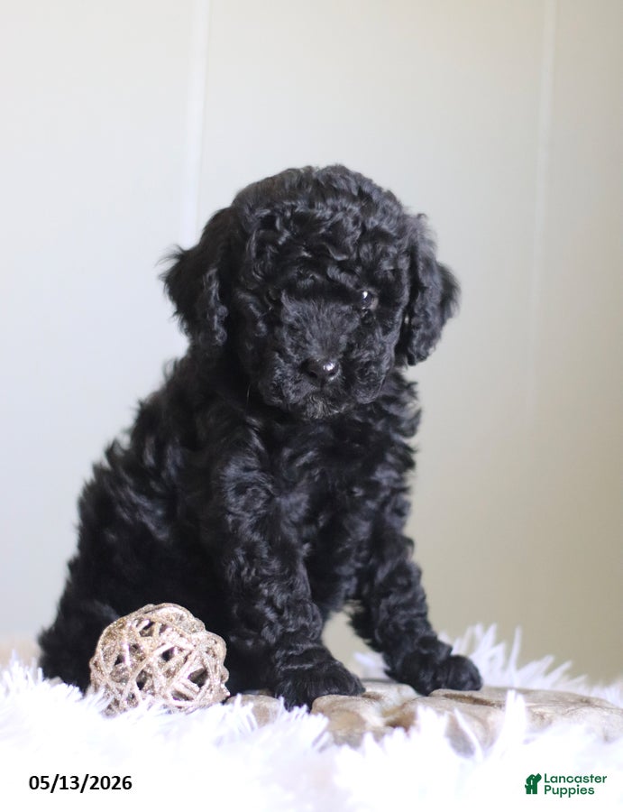 Cavapoo dogs Lyla - Ad 2