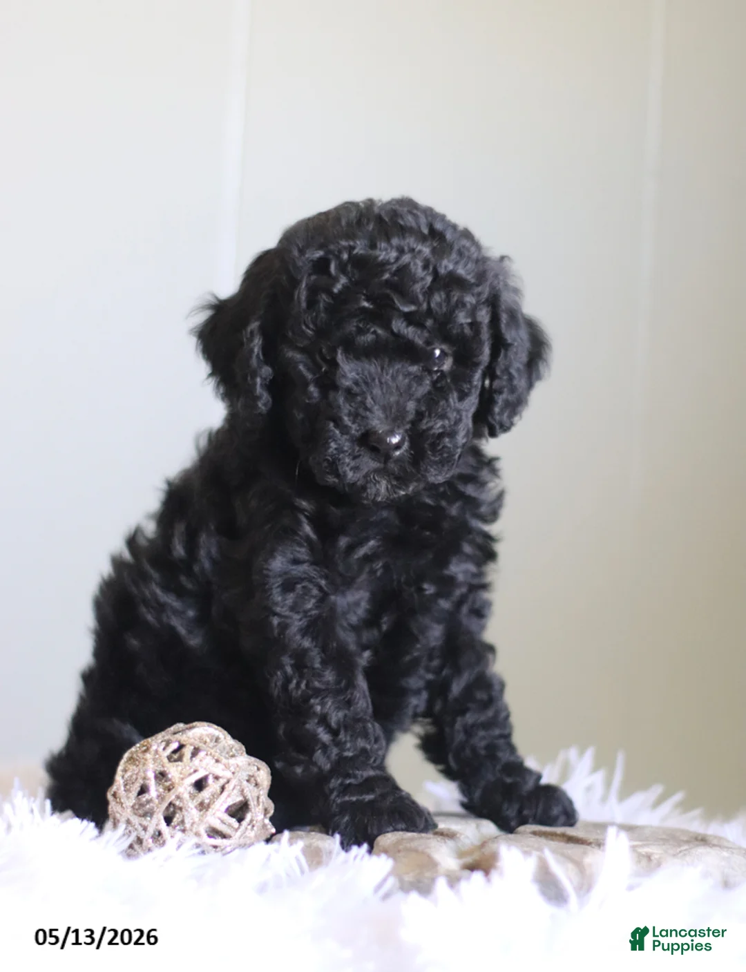 Cavapoo dogs for sale: Lyla - Ad 2