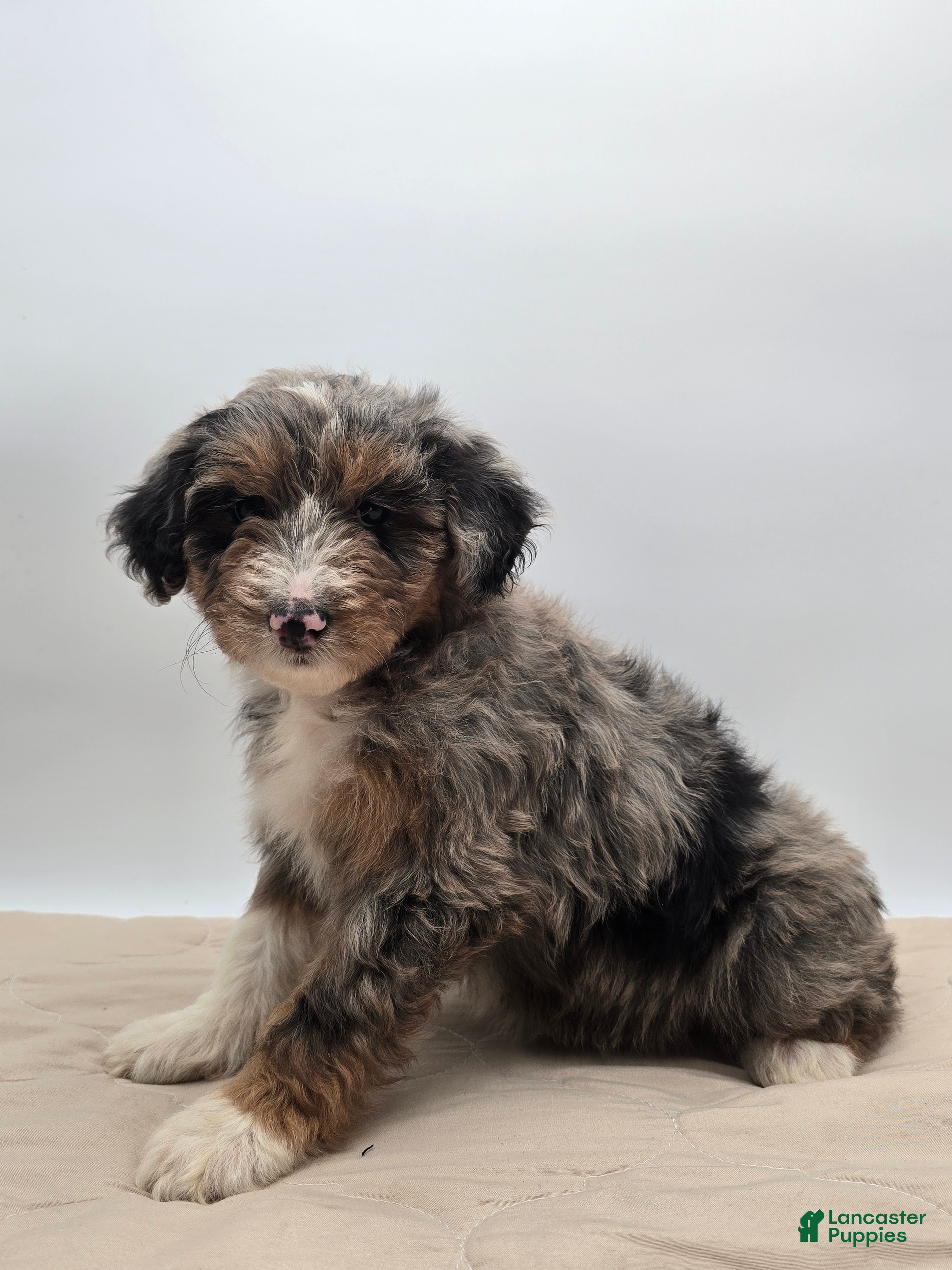 Aussiedoodle dogs Lettie - Ad 1