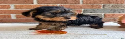 Yorkshire Terrier dogs for sale: Brodie - Ad 4