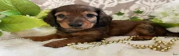 Miniature Dachshund dogs for sale: Moose - Ad 1