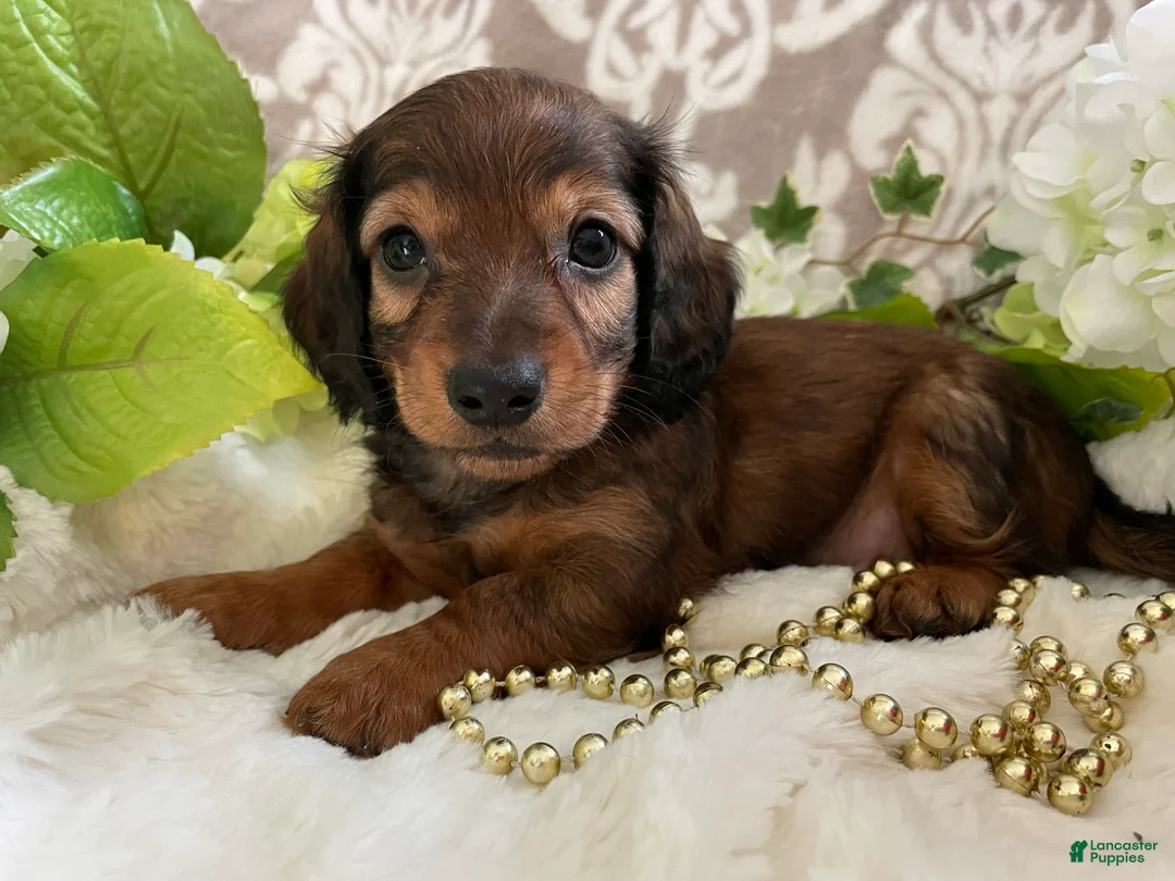 Miniature Dachshund dogs for sale: Moose - Ad 1