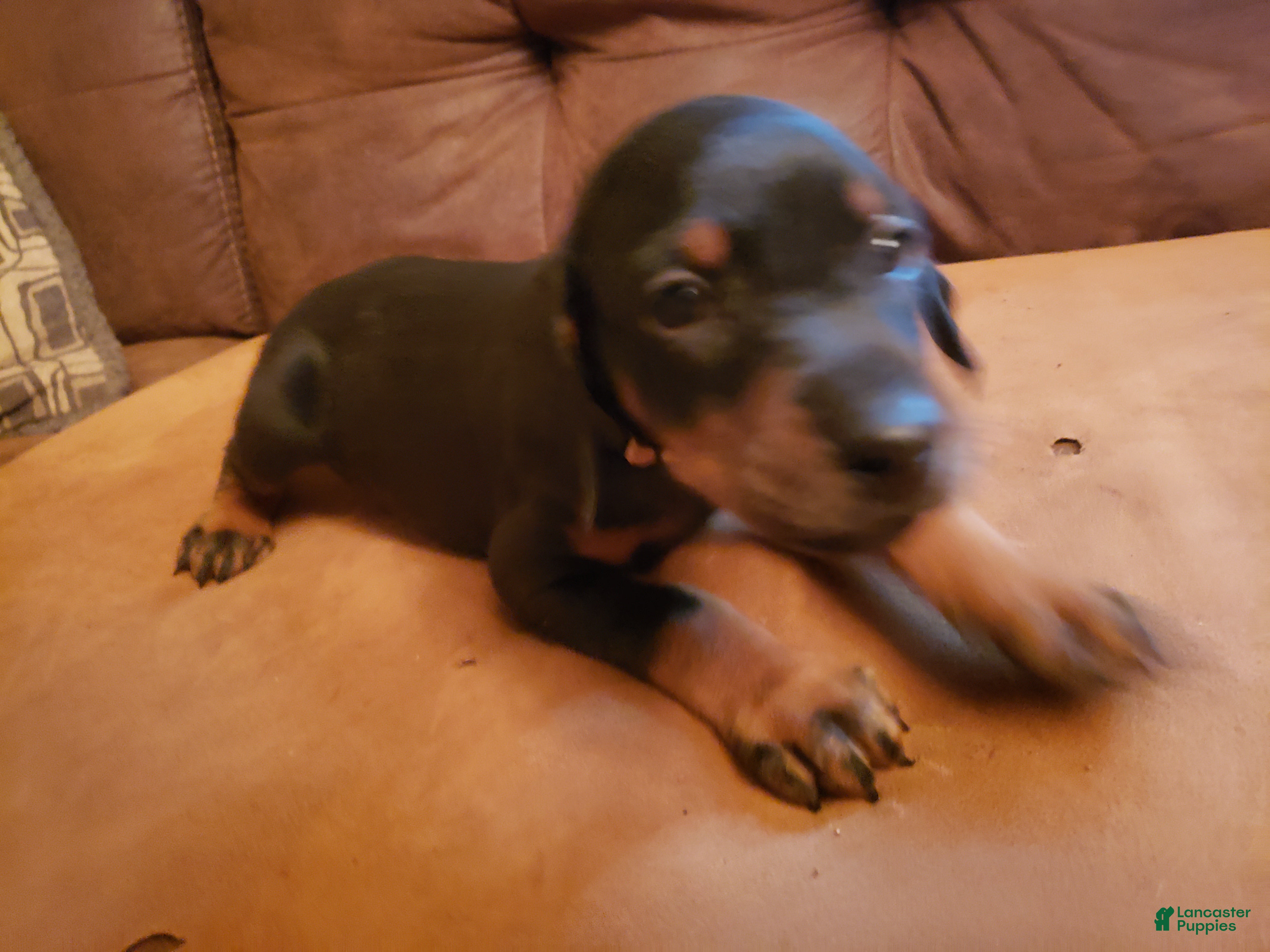 Doberman Pinscher dogs Elyse - Ad 34