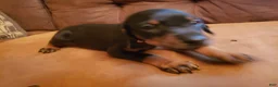 Doberman Pinscher dogs for sale: Elyse - Ad 5