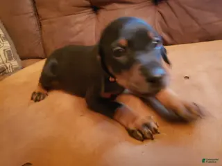 Doberman Pinscher dogs Elyse - Ad 24