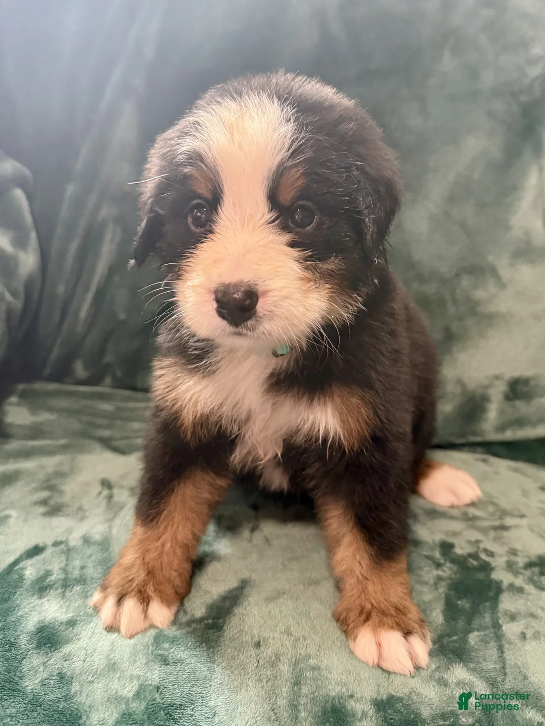 Bernese Mountain Dog dogs for sale: Maple - Ad 2