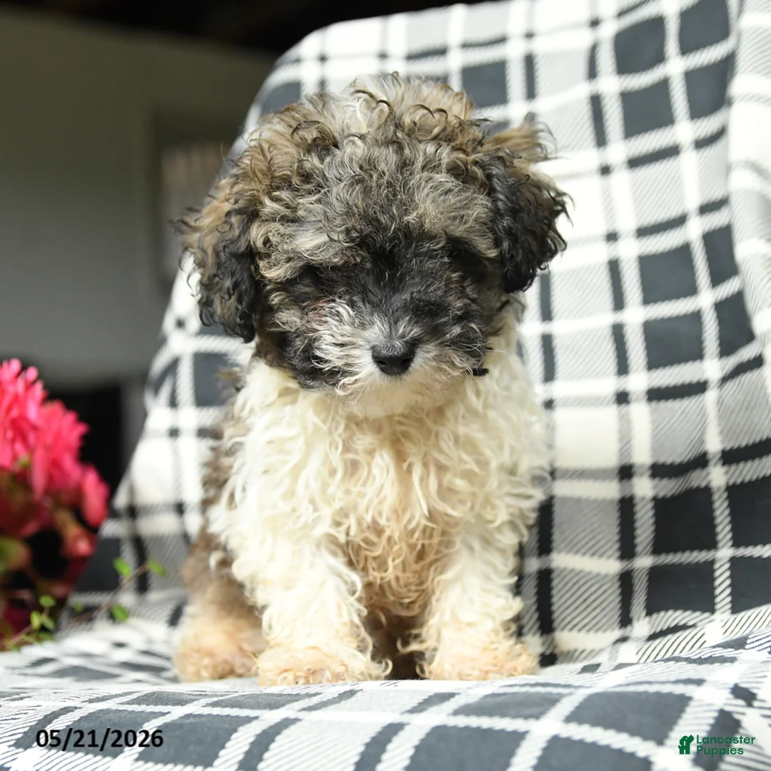 Toy Poodle dogs for sale: Sebastian - Ad 1