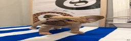 French Bulldog dogs for sale: Chanel - Ad 2