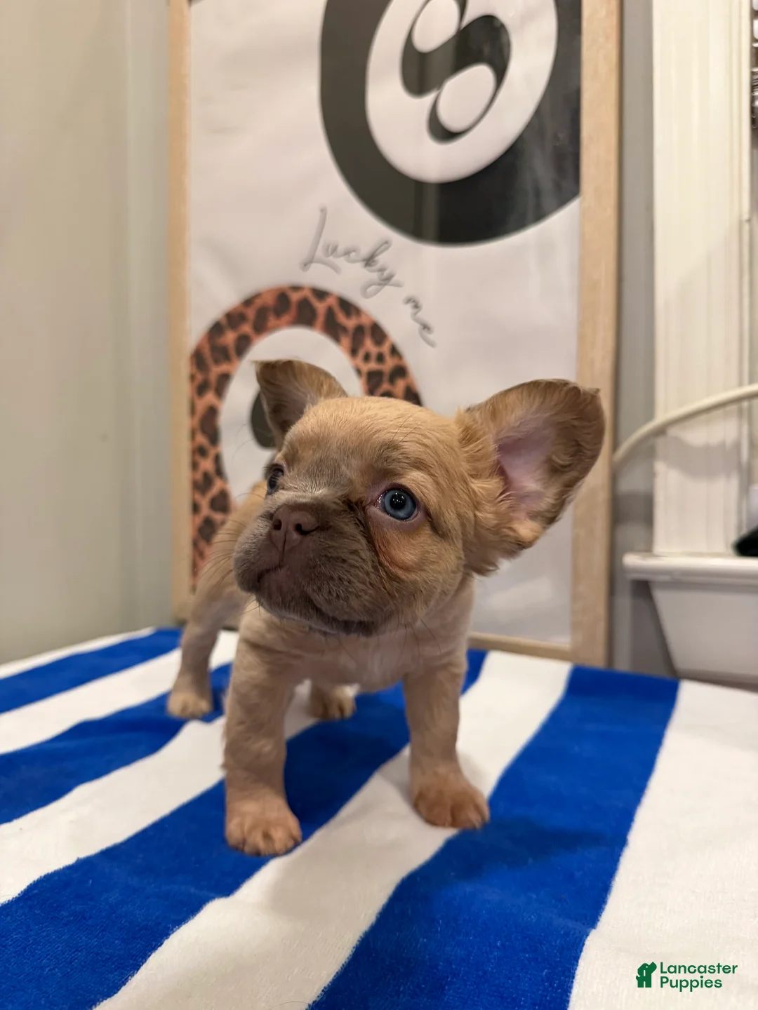 French Bulldog dogs for sale: Chanel - Ad 2