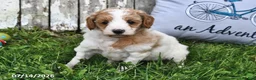 Goldendoodle dogs for sale: Sally - Ad 4