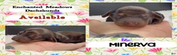 Miniature Dachshund dogs for sale: Minerva - Ad 3