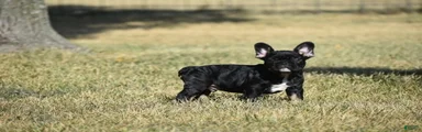 French Bulldog 1