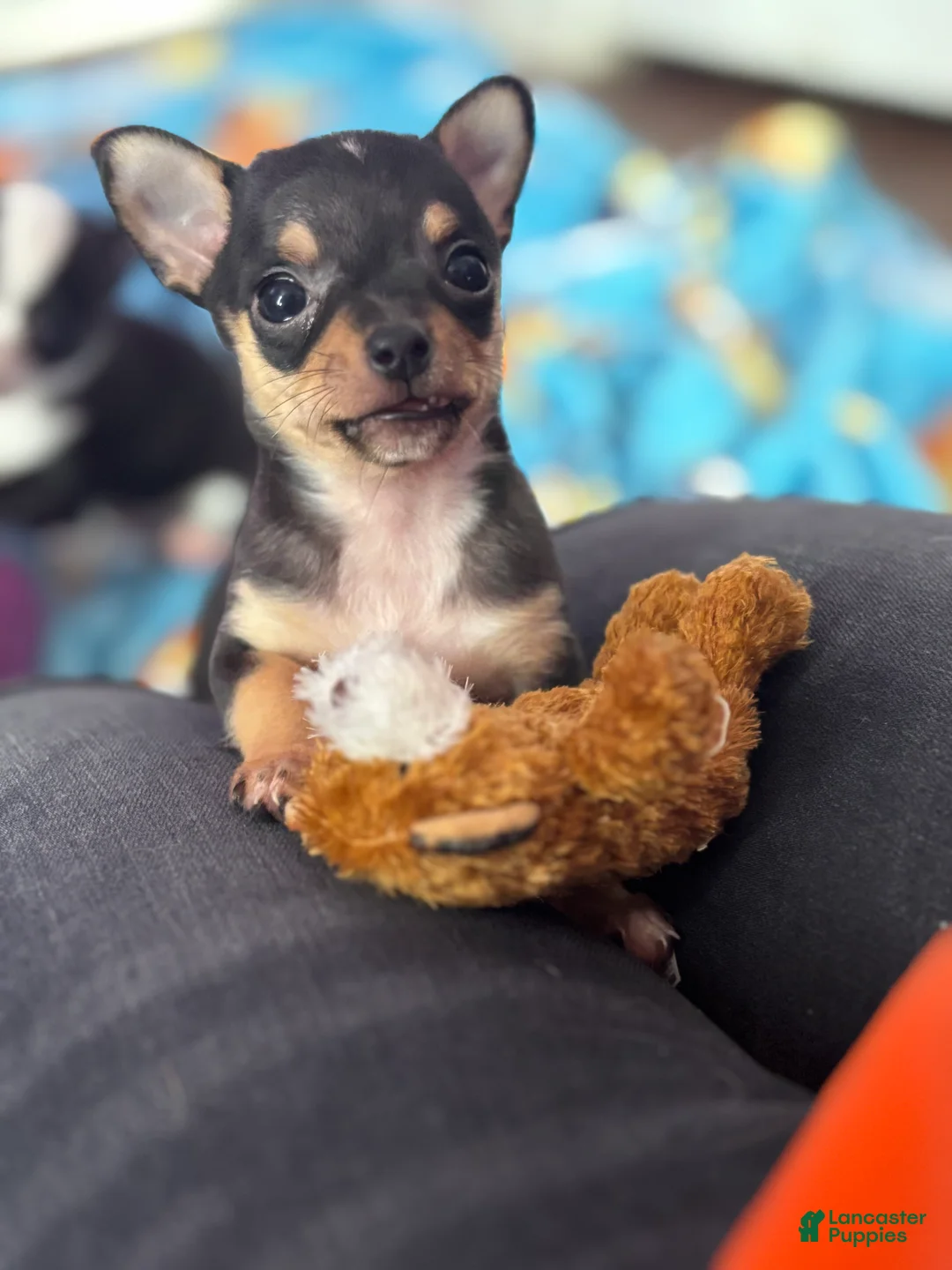 Chihuahua dogs for sale: Chihuahua Puppy 2 - Ad 4