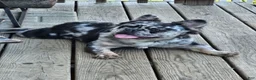 French Bulldog dogs for sale: French Bulldog Puppy 1 - Ad 1