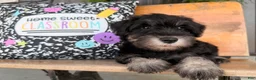 Miniature Schnauzer dogs for sale: Tiffany Miniature Schnauzer  - Ad 5