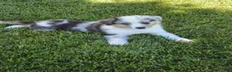 Australian Shepherd dogs for sale: Storm Ledger - Ad 1