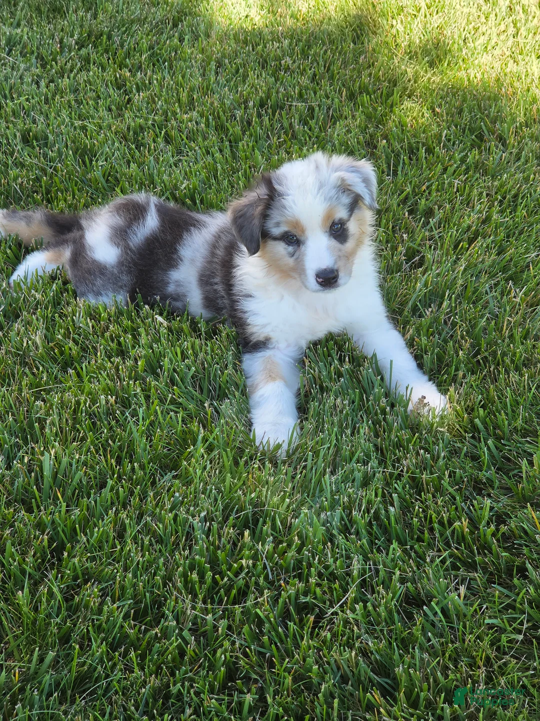 Australian Shepherd dogs for sale: Storm Ledger - Ad 1