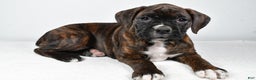 Boxer dogs for sale: Abby - Ad 9