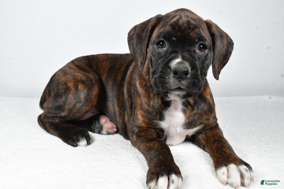 Boxer dogs for sale: Abby - Ad 9