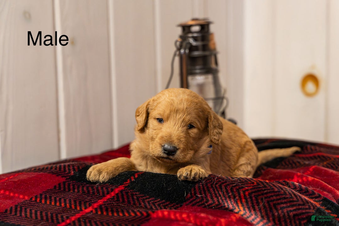 Labradoodle dogs for sale: Jax - Ad 1