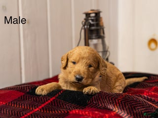 Labradoodle dogs Jax - Ad 16