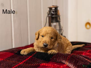 Labradoodle dogs Jax - Ad 12