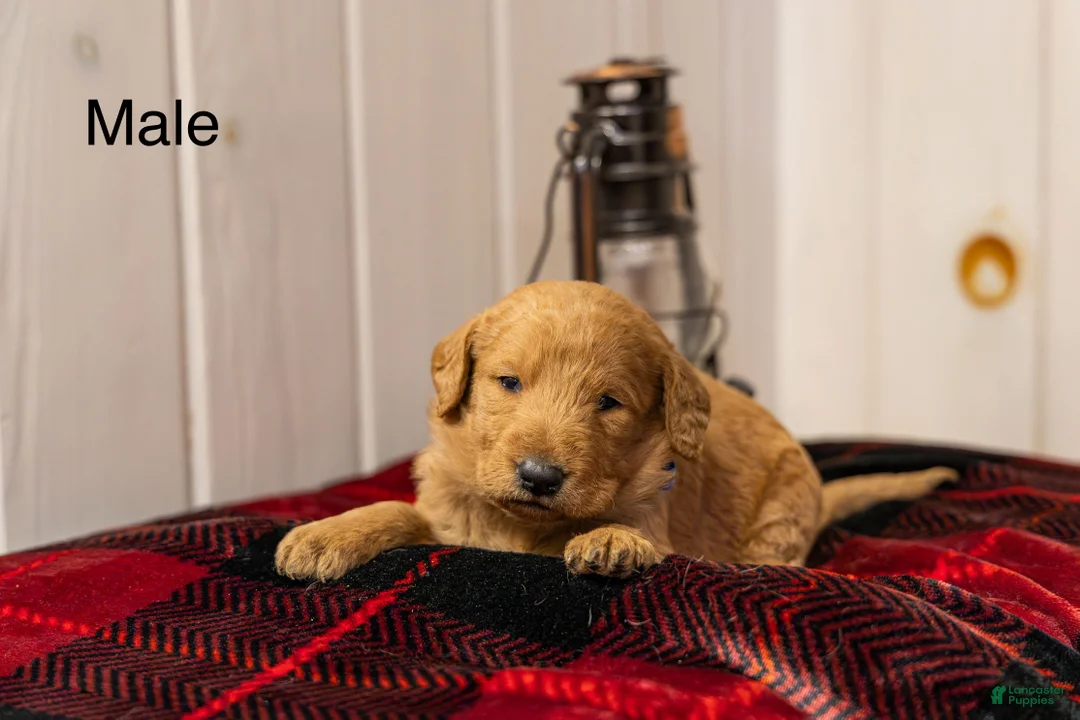 Labradoodle dogs for sale: Jax - Ad 1