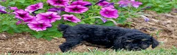 Toy Poodle dogs for sale: Hailey - Ad 3