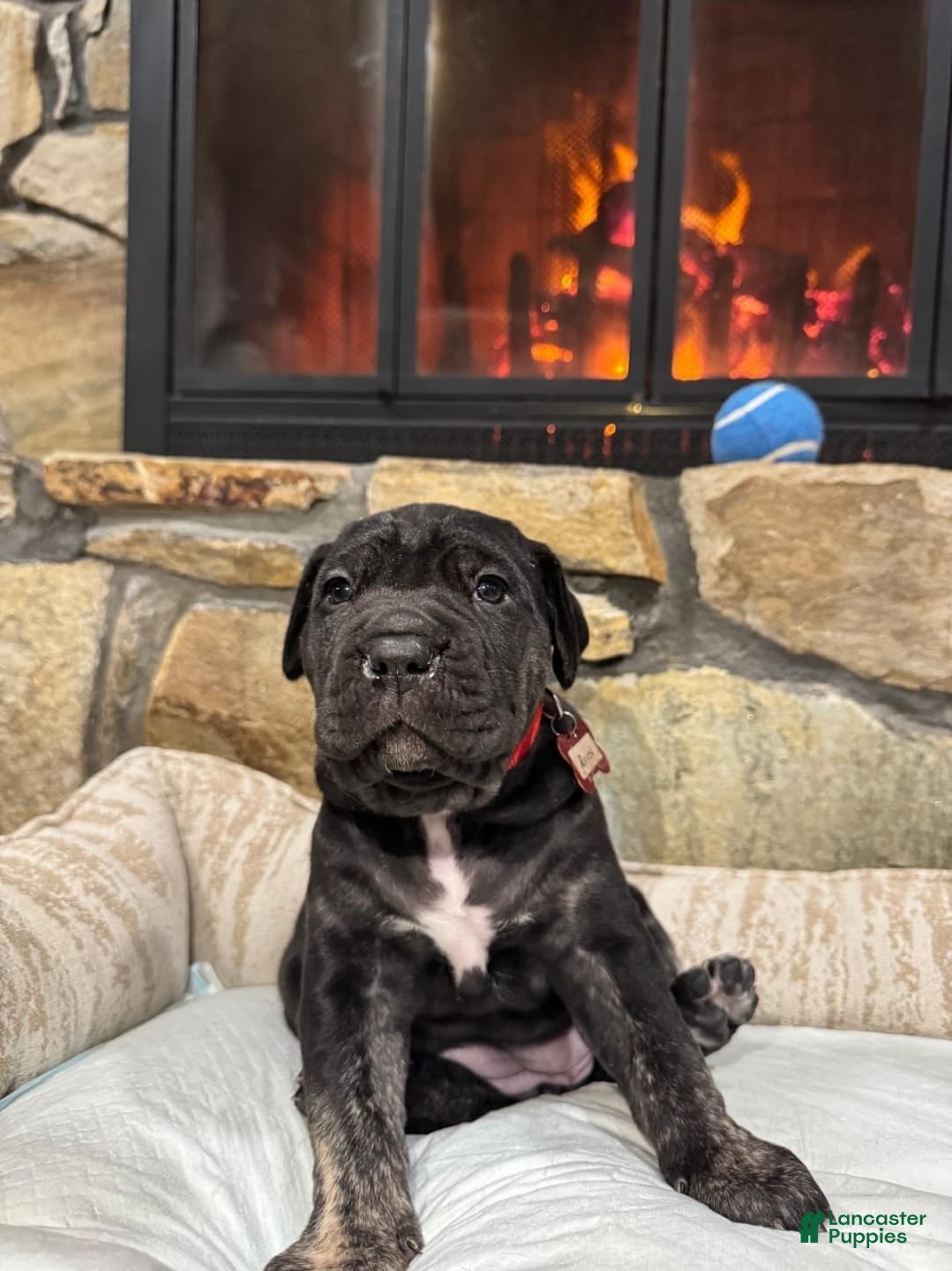 Cane Corso dogs Raven - Ad 2