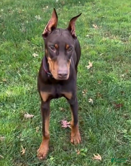 Doberman Pinscher dogs Diesel - Ad 1