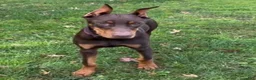 Doberman Pinscher dogs for sale: Diesel - Ad 1