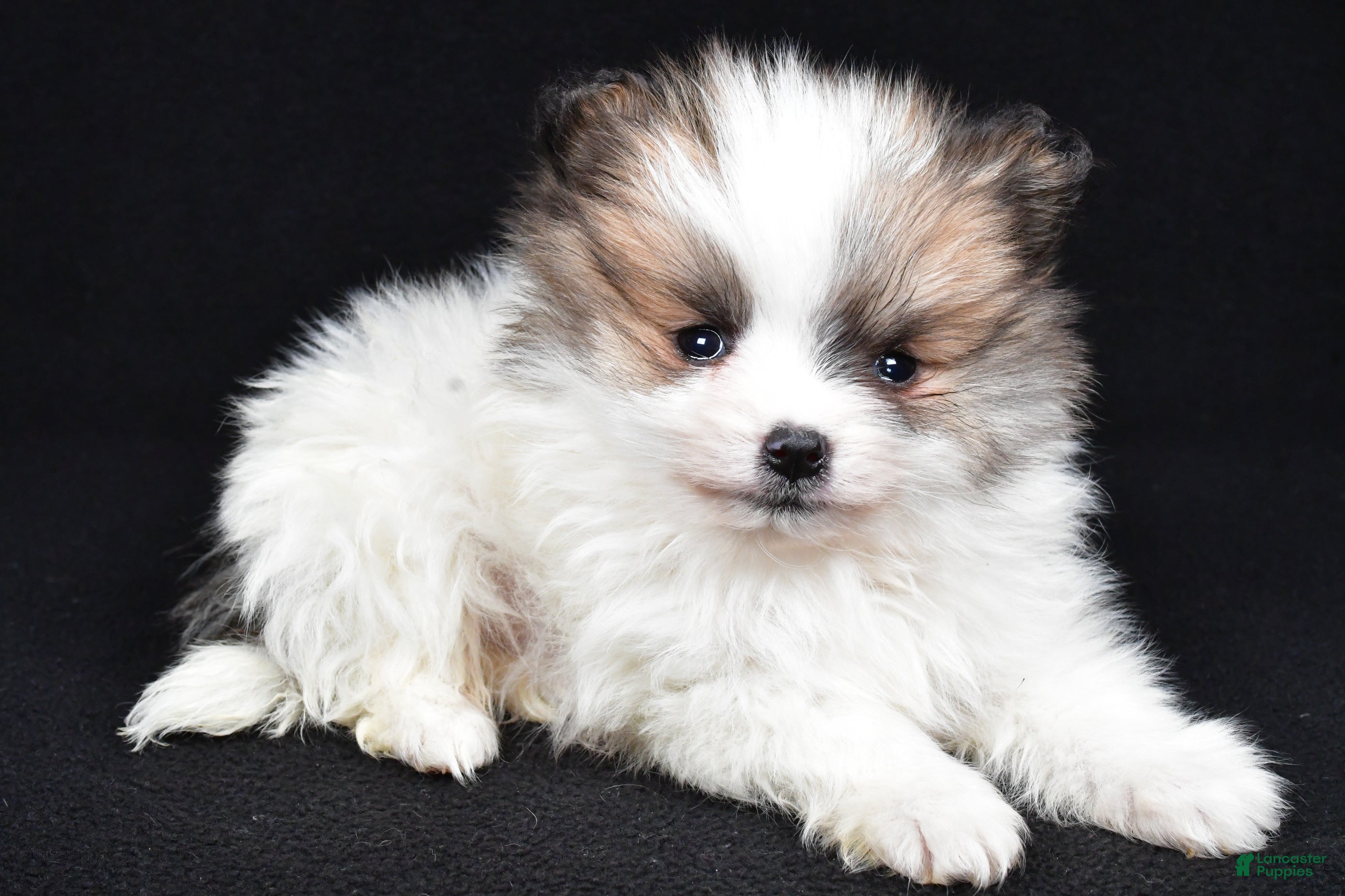 Pomeranian dogs Turbo - Ad 2