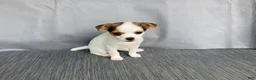 Chihuahua dogs for sale: Willow - Ad 9