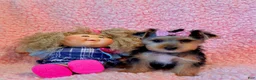 Yorkshire Terrier dogs for sale: Melody toy Yorkshire  - Ad 6
