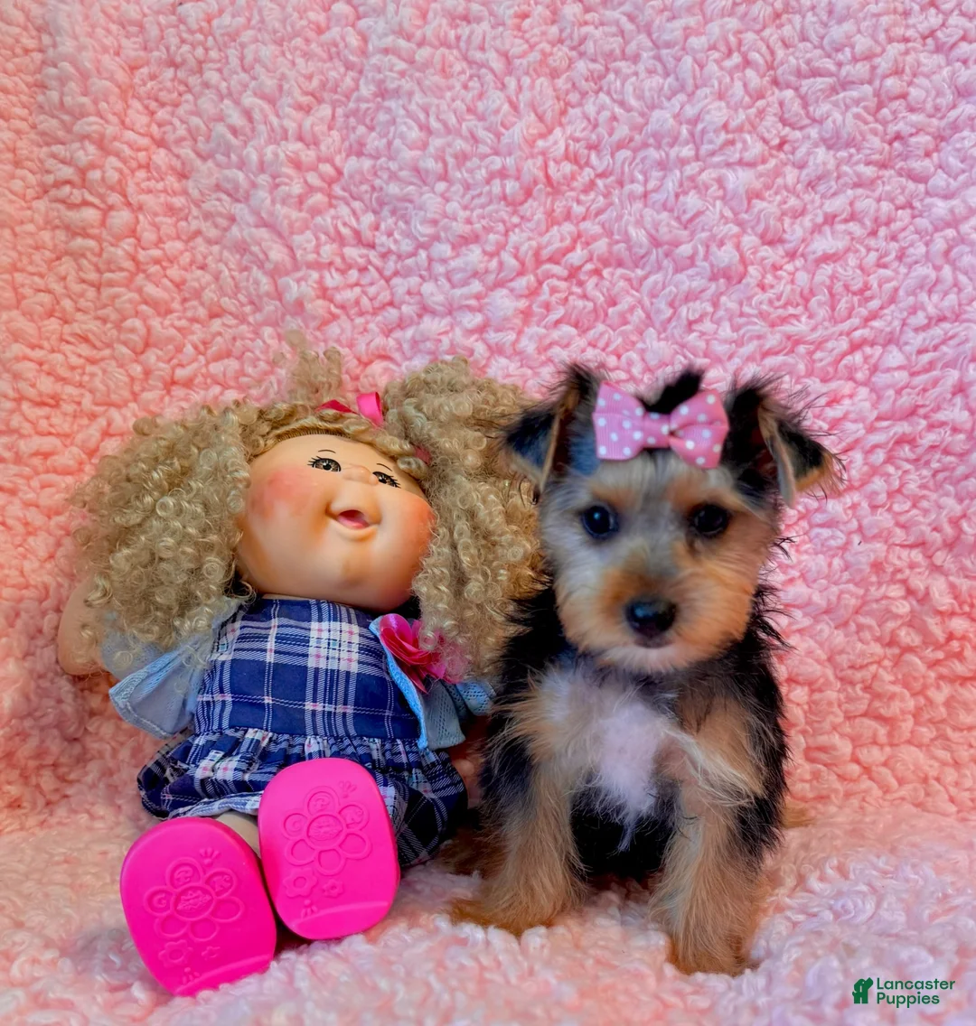 Yorkshire Terrier dogs for sale: Melody toy Yorkshire  - Ad 6