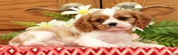 Cavalier King Charles Spaniel dogs for sale: Toby - Ad 5