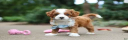 Cavapoo dogs for sale: Hudson - Ad 12