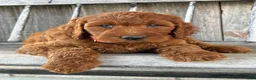 Irish Doodle dogs for sale: Brooklyn - Ad 5