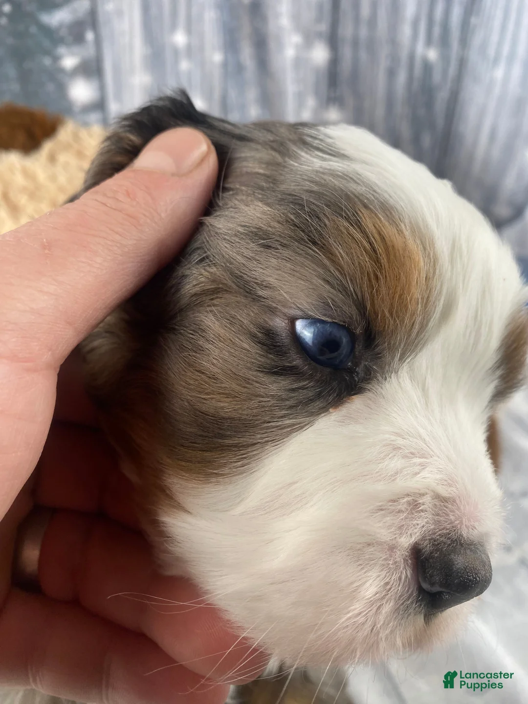 Mixed Breed dogs for sale: Reggie - Ad 3