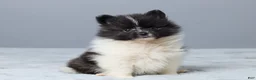 Pomeranian dogs for sale: Tamara - Ad 3