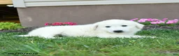 Maremma Sheepdog dogs for sale: Eclipse - Ad 4