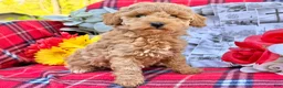 Miniature Poodle dogs for sale: Mischief  - Ad 4