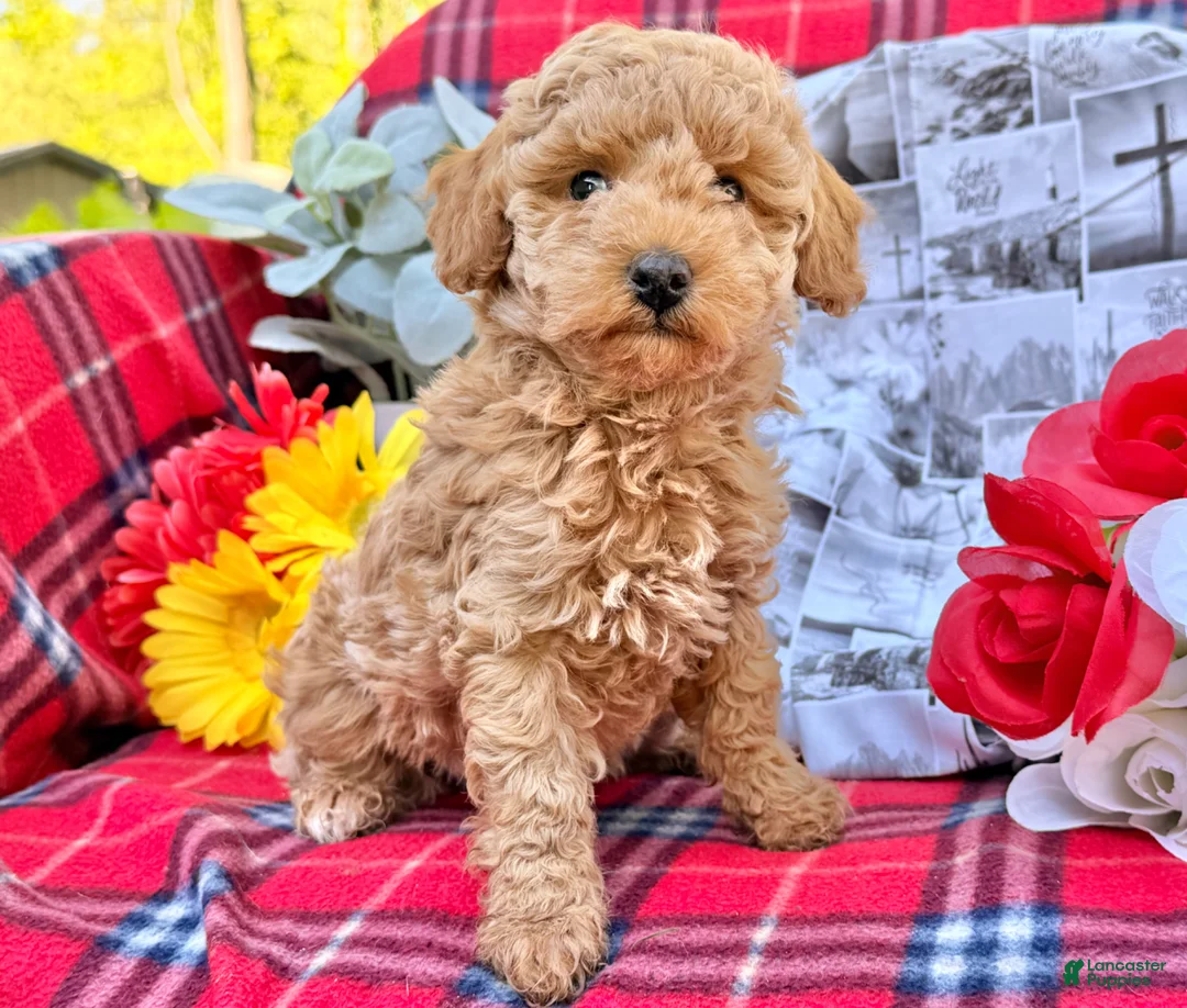Miniature Poodle dogs for sale: Magic  - Ad 9