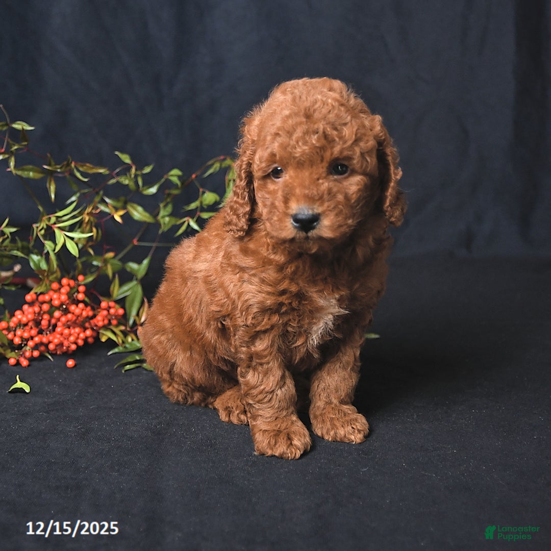 Miniature Poodle dogs for sale: Isaiah - Ad 4