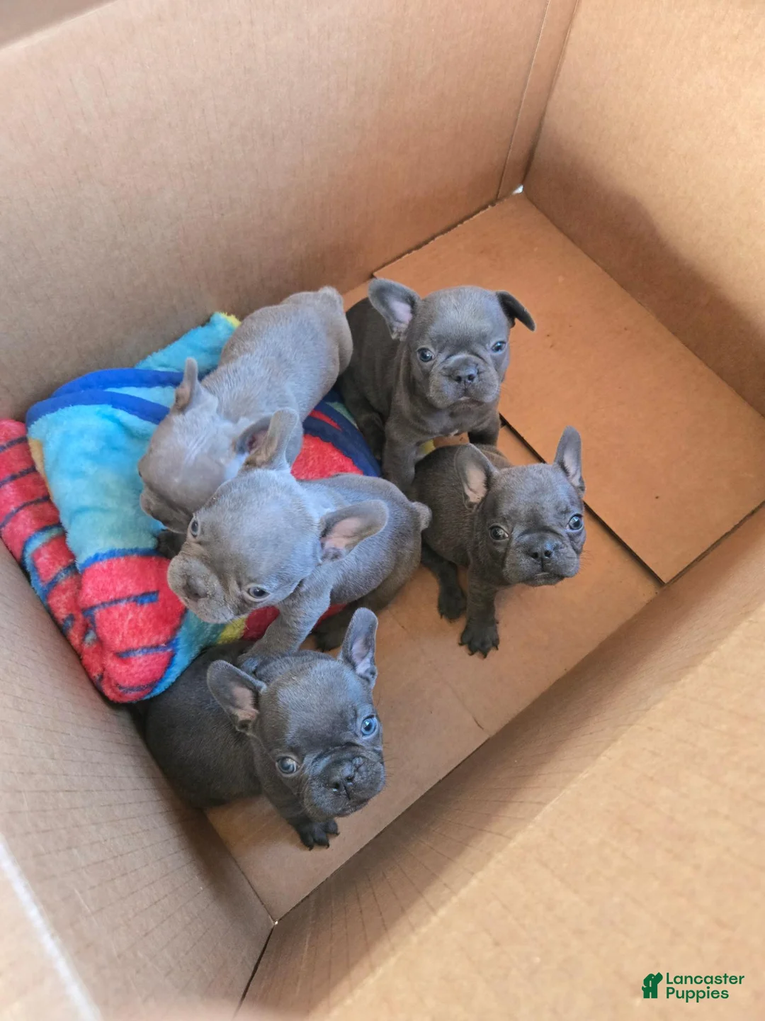 French Bulldog dogs for sale: French Bulldog 1 - Ad 1