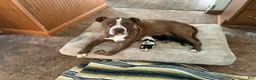 American Pit Bull Terrier dogs for sale: American Pit Bull Terrier 1 - Ad 2