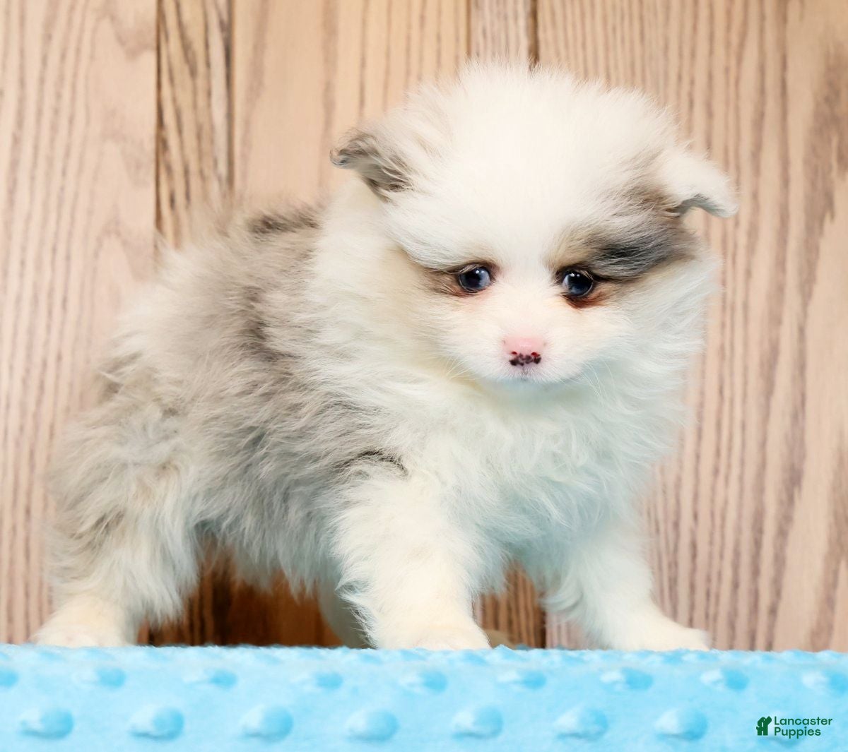 Pomeranian dogs Poppy - Ad 2